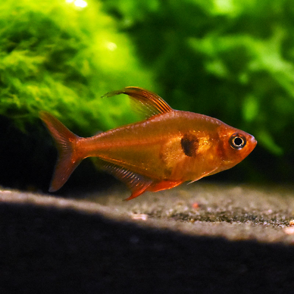 Roter Phantomsalmler, Megalamphodus sweglesi XL